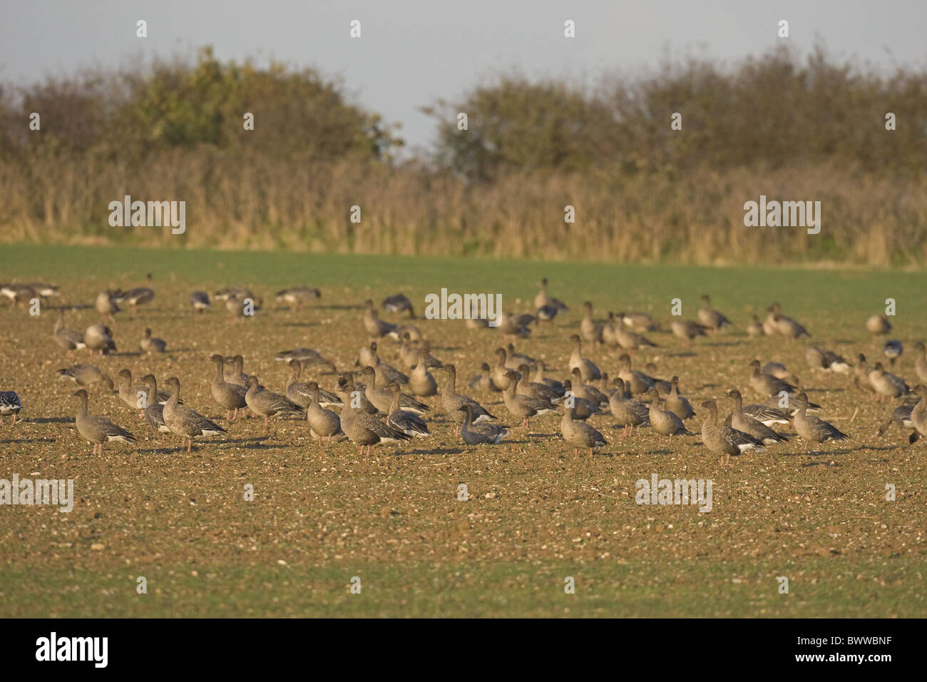 Pink-footed Goose (Anser Brachyrhynchus) Herde, Fütterung auf Ackerfläche im küstennahen Ackerland, Norfolk, England, winter Stockfoto