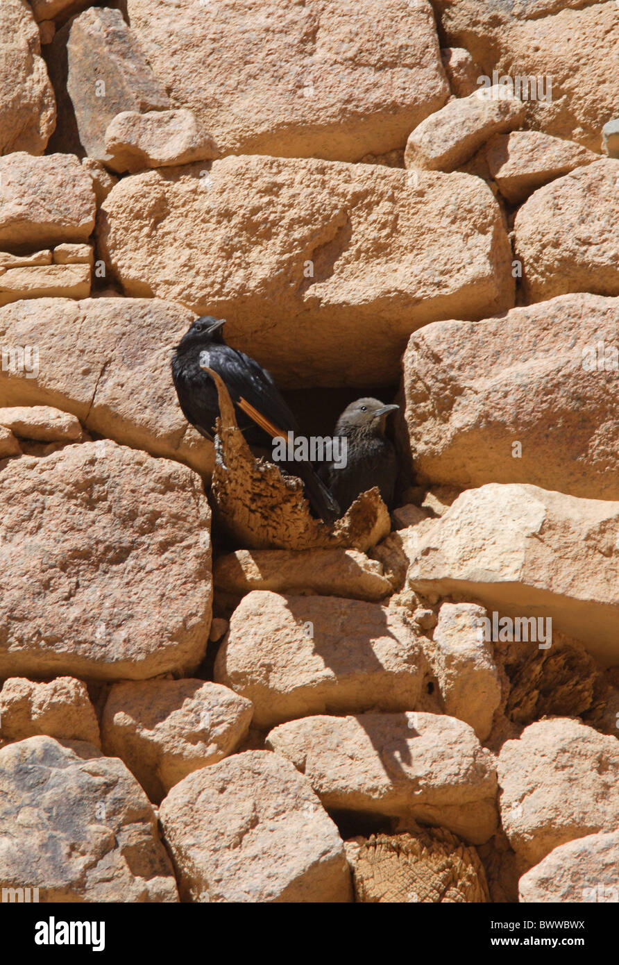 Tristram Grackle (Onychognathus Tristramii) Erwachsenen paar, am Nesthole in alten Gebäudewand, Sinai-Halbinsel, Ägypten, Februar Stockfoto