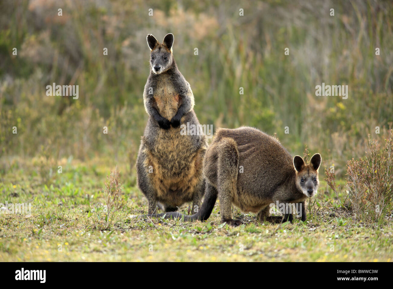 Maennlich - männliche Paar - paar Weiblich - weibliche Wallaby Kängurus Pflanzenfresser Pflanzenfresser Beuteltier Beuteltiere Säugetier Säugetiere Stockfoto