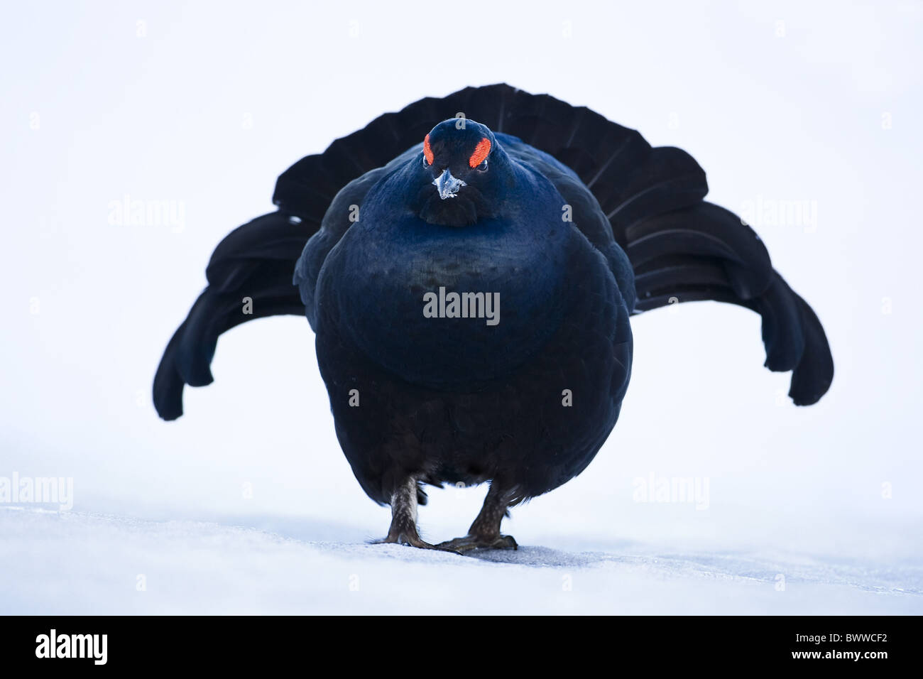 Birkhuhn (at Tetrix) Männchen, stehend auf Schnee, Schweden, winter Stockfoto