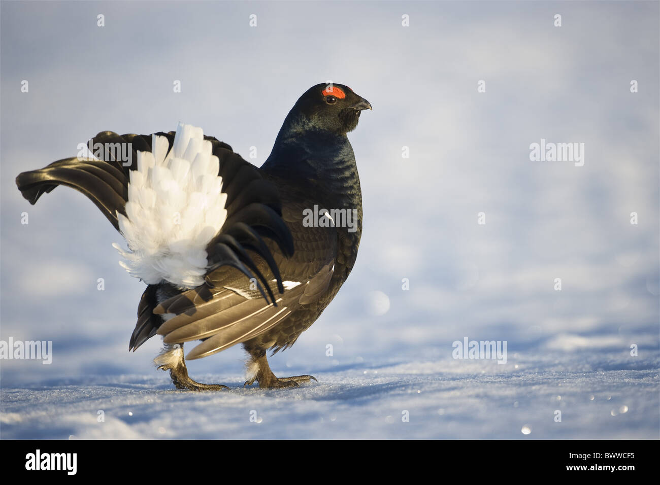 Birkhuhn (at Tetrix) Männchen, stehend auf Schnee, Schweden, winter Stockfoto