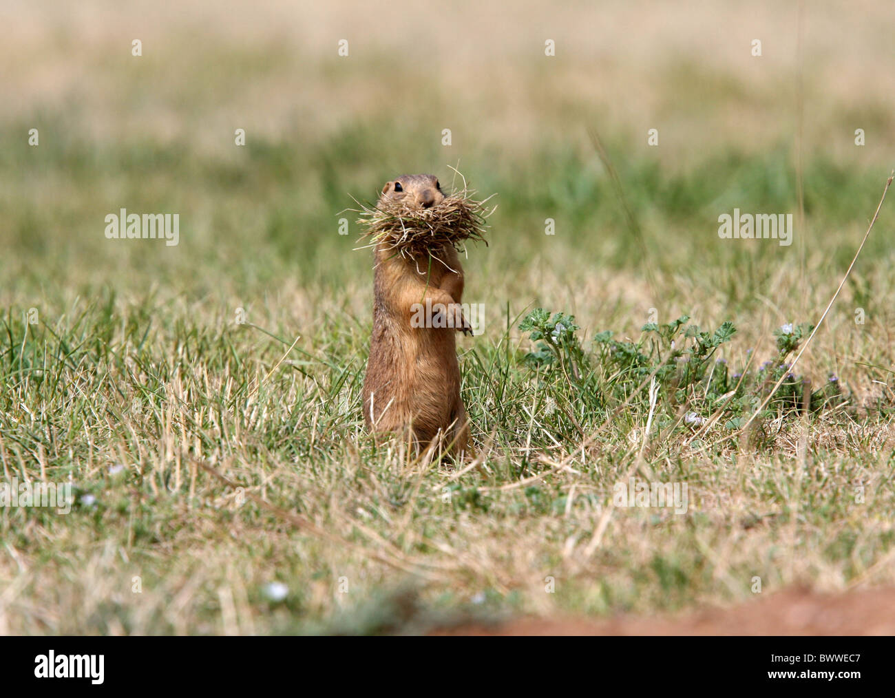 Gunnison Prärie Gog Säugetier Carryihg Bettwäsche-Michael gore Tier Säugetier Säugetiere "Prairie Dog" Grasland-Hunde Stockfoto