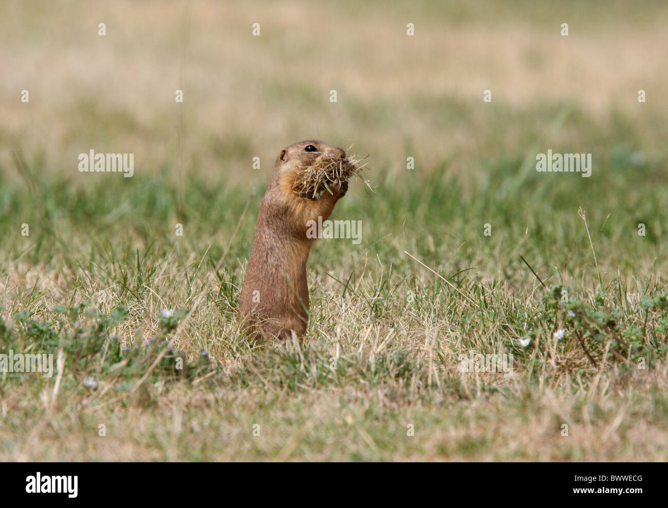 Gunnison Prairie dog Michael Gore Tier Säugetier Säugetiere "Prairie Dog" Präriehunde "Präriehund" "Präriehunde" Stockfoto