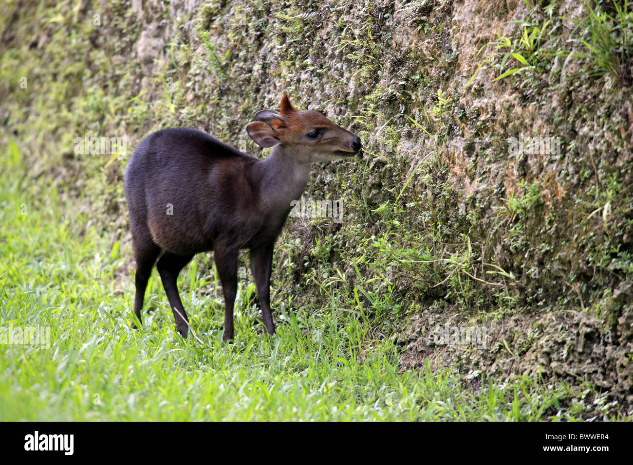 Maennlich - männliche Tier Säugetier Säugetiere Ducker Ducker Antilope Antilopen Afrika afrikanische "Westafrika" Tropen tropischen Stockfoto