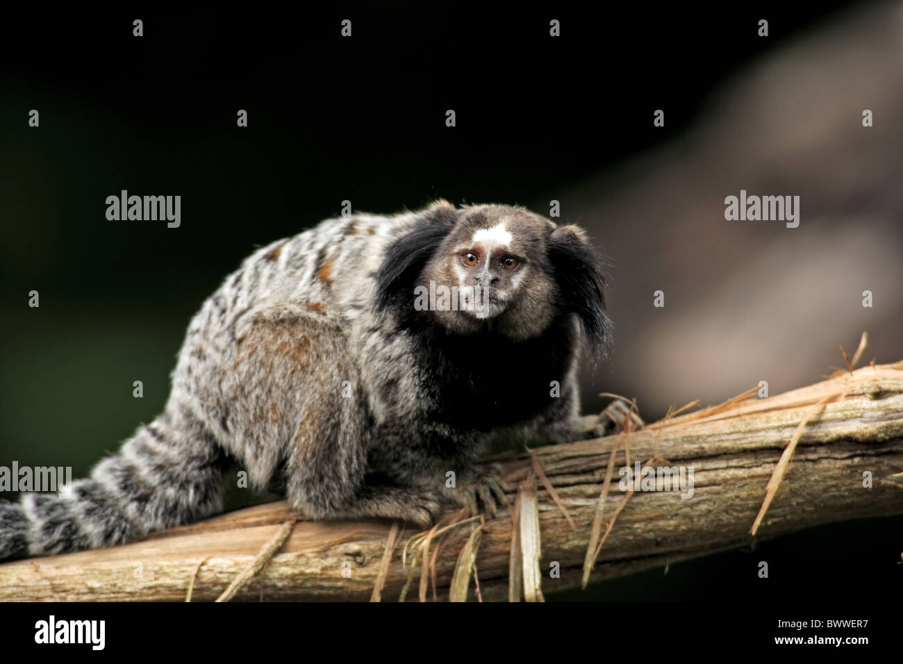 Auf Baum - auf Baum Tier Säugetier Säugetiere Marmoset Krallenaffen Affen Affen "getuftet-Schmuckschildkröte" Brasilien "getuftet eared" Stockfoto