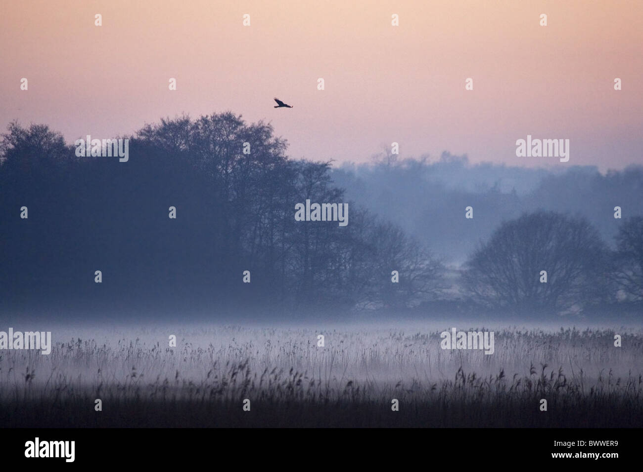 Marsh Harrier Circus aeruginosus Stockfoto