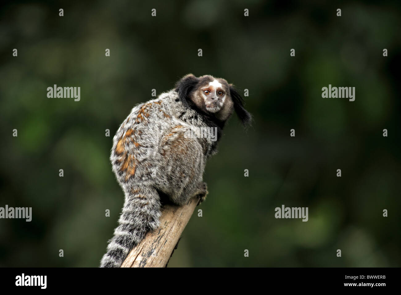 Auf Baum - auf Baum Tier Säugetier Säugetiere Marmoset Krallenaffen Affen Affen "getuftet-Schmuckschildkröte" Brasilien "getuftet eared" Stockfoto