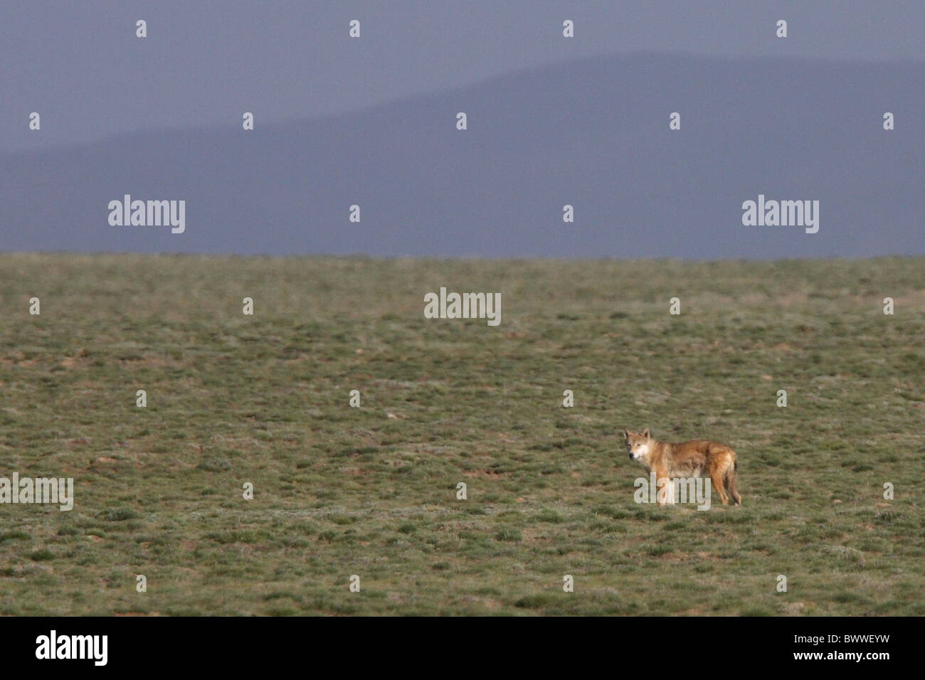 Tibet-Plateau Tier Säugetier Säugetiere Canid Caniden wolf Wölfe Räuber Räuber Hund Hunde Fleischfresser Fleischfresser Asien Stockfoto