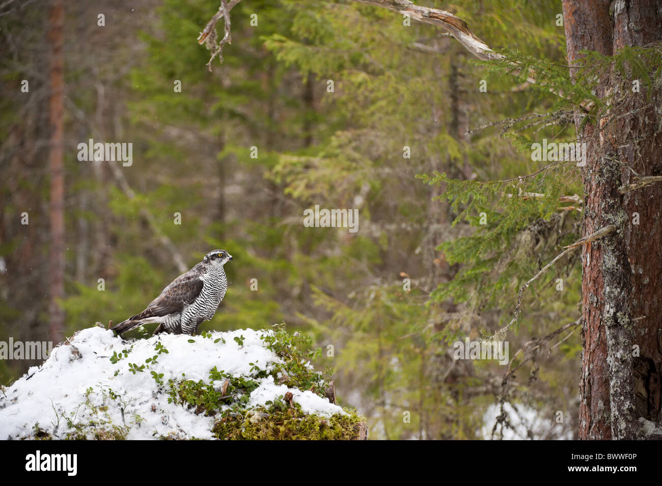 Nördlichen Habicht (Accipiter Gentilis) Erwachsenen, Fütterung, stehend auf Federn und Schnee, im Nadelwald Lebensraum, Norwegen, winter Stockfoto