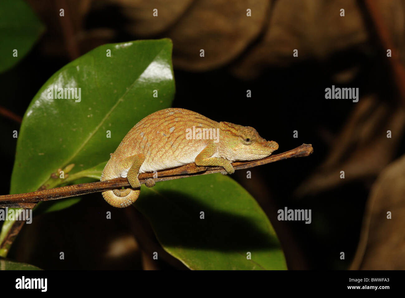 Chamäleon Chamäleons Reptilien Reptilien Eidechse Eidechsen Tier Tiere Madagaskar madagassische Tierwelt Natur 'nosy Chamäleon' Stockfoto