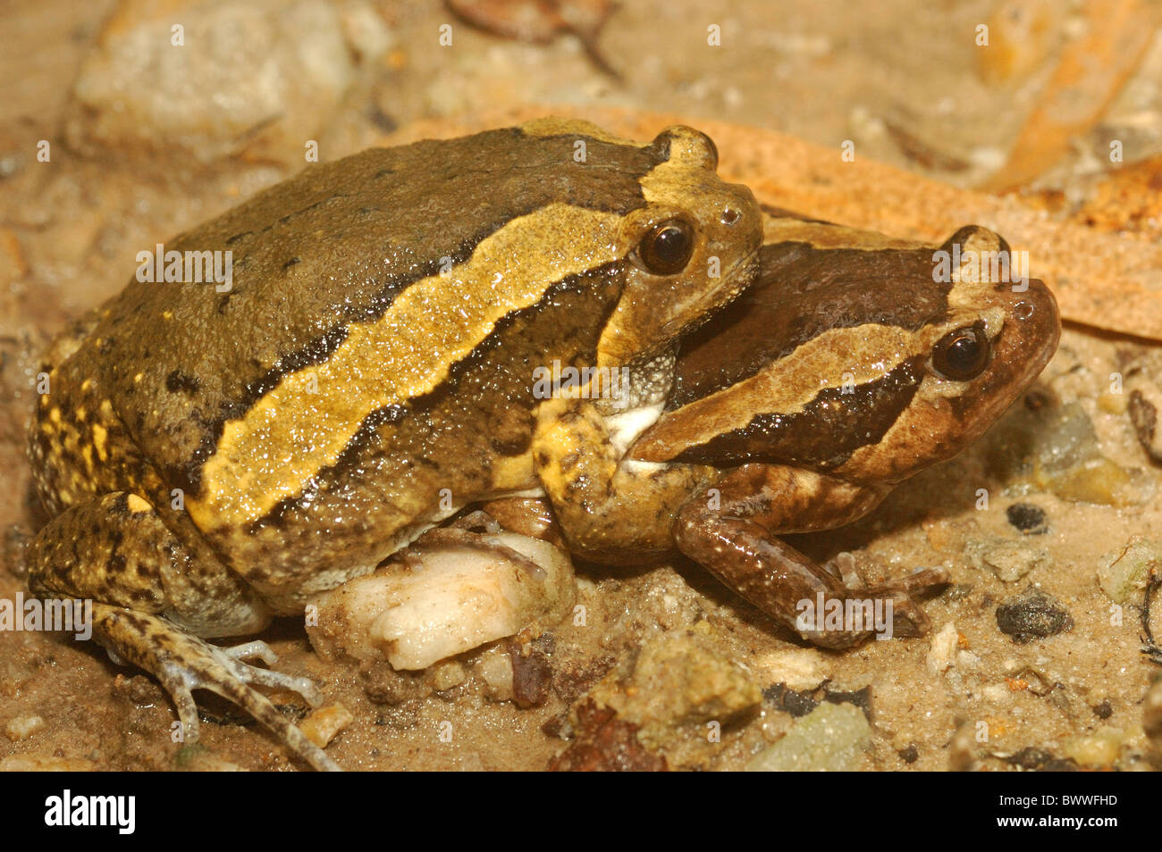 Frosch Frösche Bullfrog Ochsenfrösche Amphibien Amphibien Tier Asien Asiatische "asiatischen bemalte Frosch" "mollig Frog" "gebändert Stockfoto