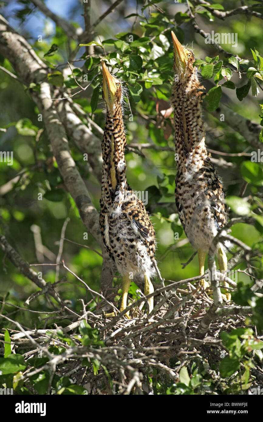 Rufescent Tiger-Reiher (Tigrisoma Lineatum) zwei Küken, Nest im Baum, Pantanal, Mato Grosso, Brasilien Stockfoto