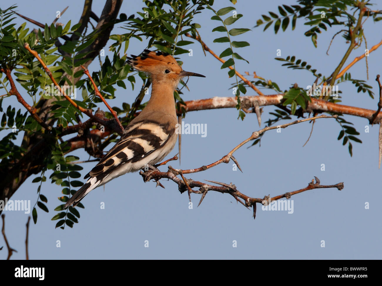 Wiedehopf (Upupa Epops Epops) Erwachsenen, thront im Baum, Balchaschsee, Kasachstan, Juni Stockfoto