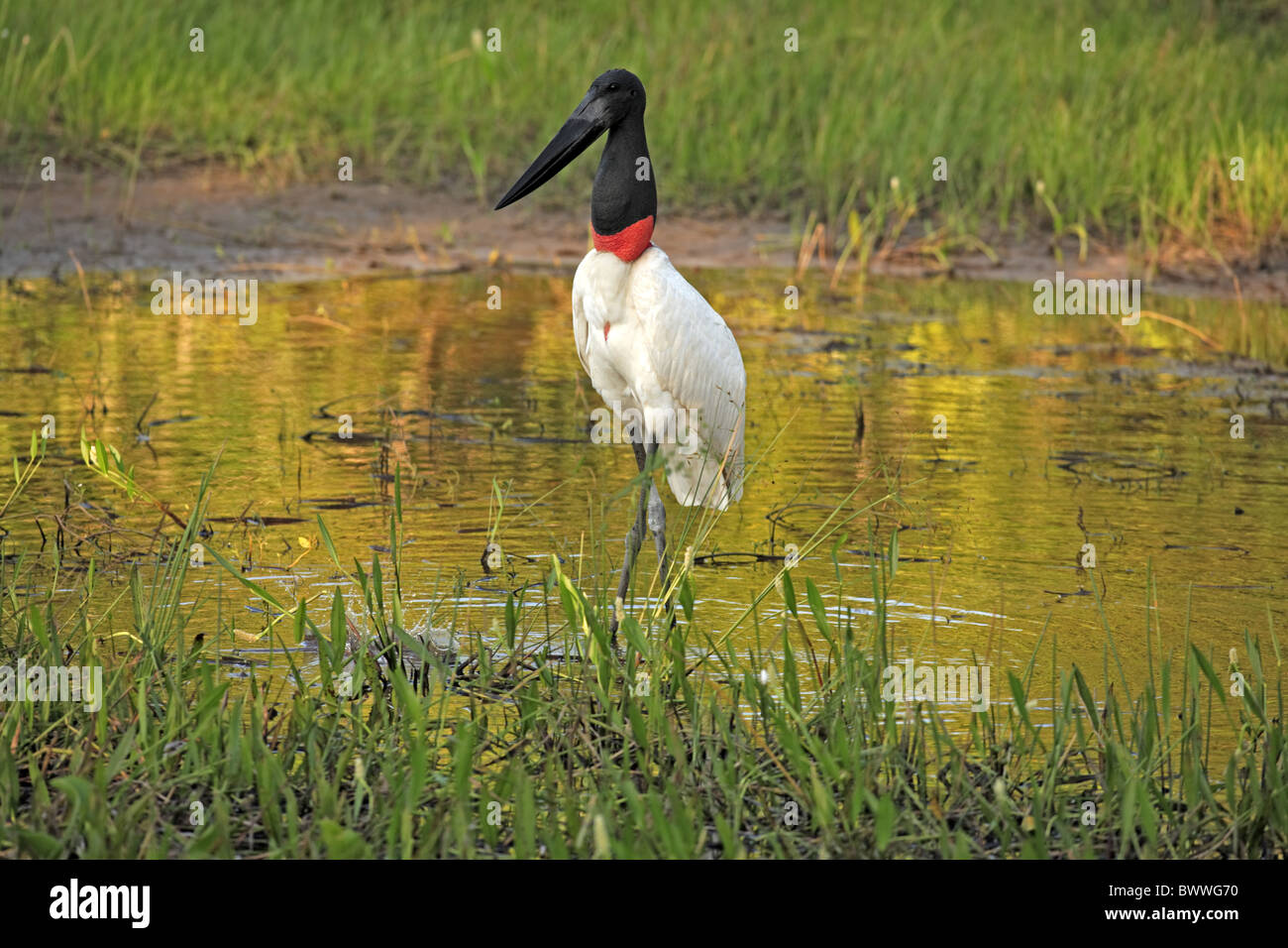 Jabiru (Jabiru Mycteria) Erwachsenen, stehend im Feuchtgebiet Pantanal Mato Grosso, Brasilien Stockfoto