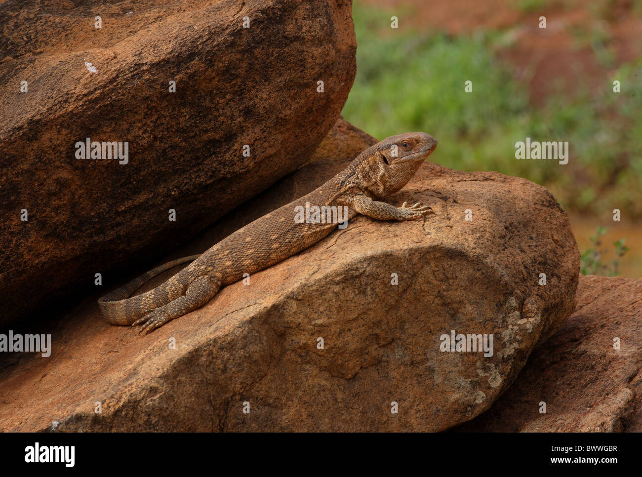 Monitor Monitore Reptil Reptilien Eidechse Eidechsen Tier Afrika  afrikanische Tierwelt Natur Savanne Savanne "Bosc Stockfotografie - Alamy