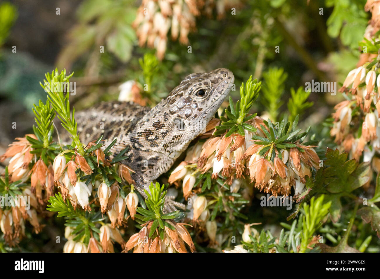 Sand Eidechse Lacerta Agilis Erwachsenfrau Schwellen- Stockfoto
