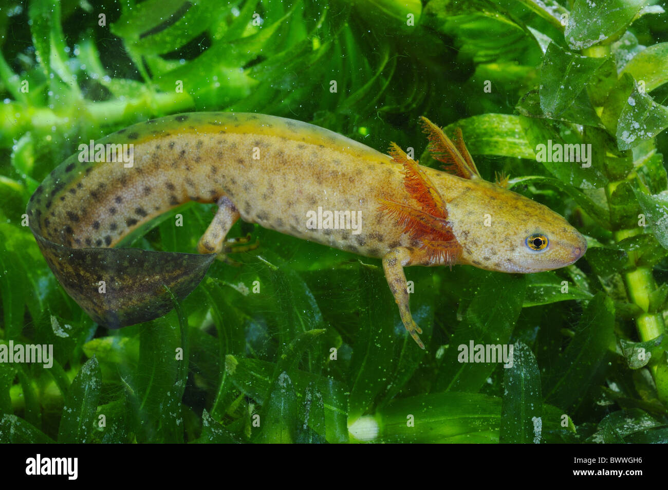 Mesotriton Alpestris Molch neotenischer jungen Amphibien Newt Molche Amphibien Amphibien Tier Europa Europäische Wildtiere Stockfoto