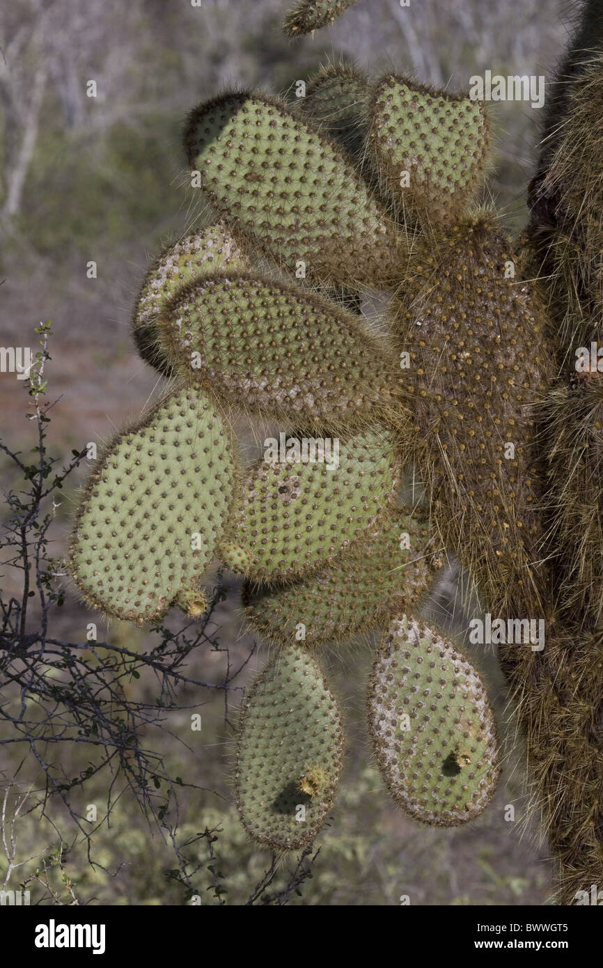 Opuntia Echios Var Gigantea gefunden Santa Cruz Stockfoto