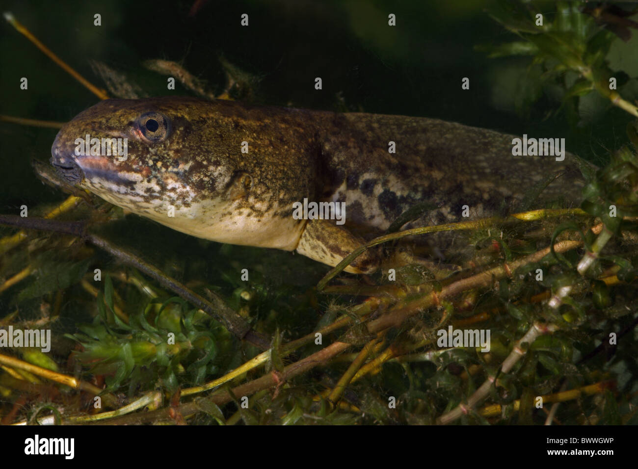 Green Frog Kaulquappe (Rana Clamitans) - Zwischenstufe Kaulquappe mit rückseitigen Beine - New York - USA Stockfoto