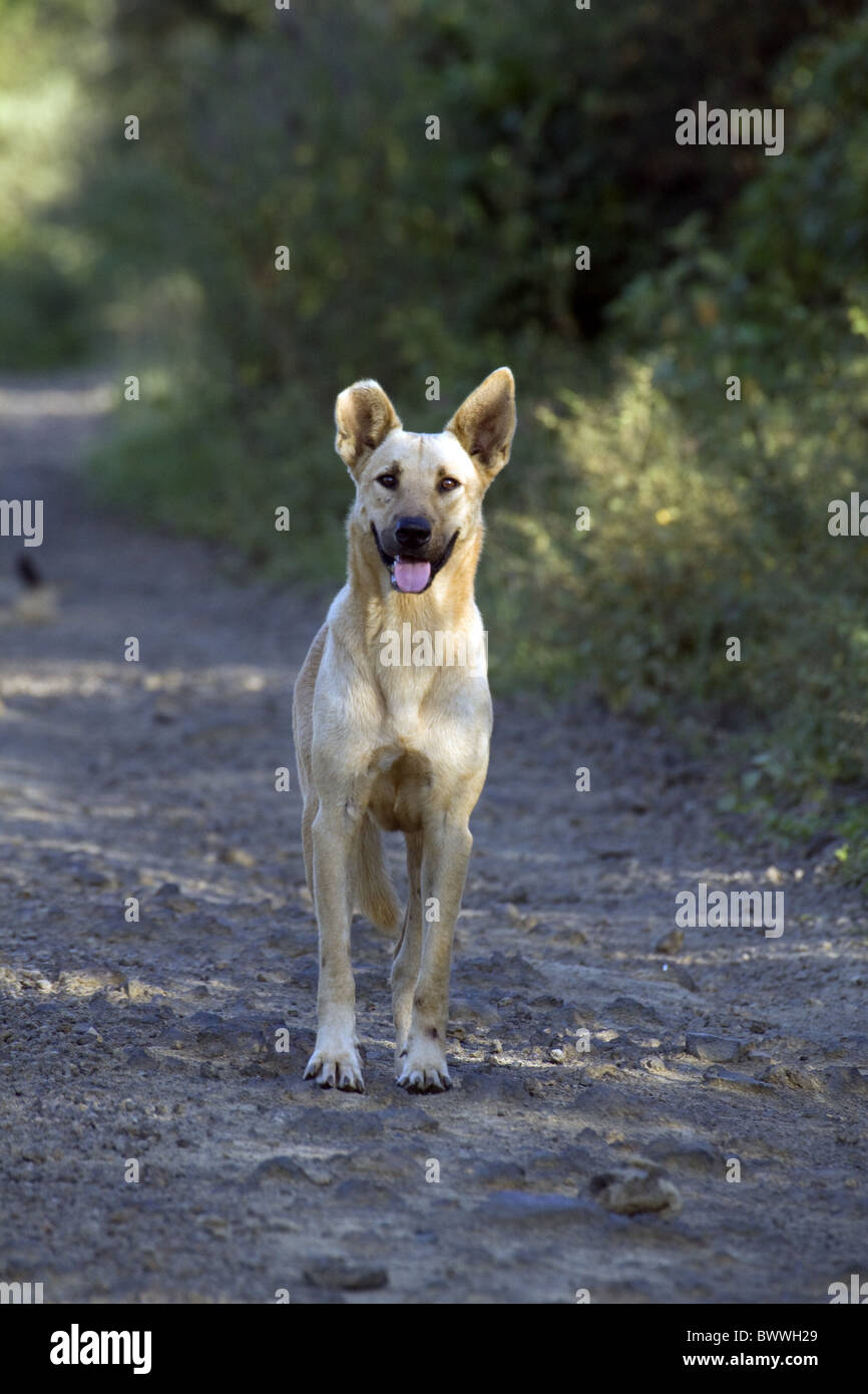 Des Hundes Leben wild wie einige Galapagos-Inseln Stockfoto
