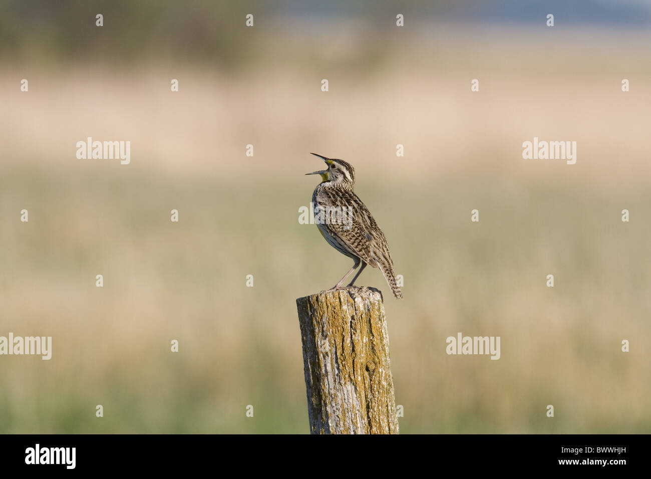 Western Meadowlark (Sturnella Neglecta) Erwachsene, Gesang, gehockt Zaunpfosten in Weide, North Dakota, USA Stockfoto