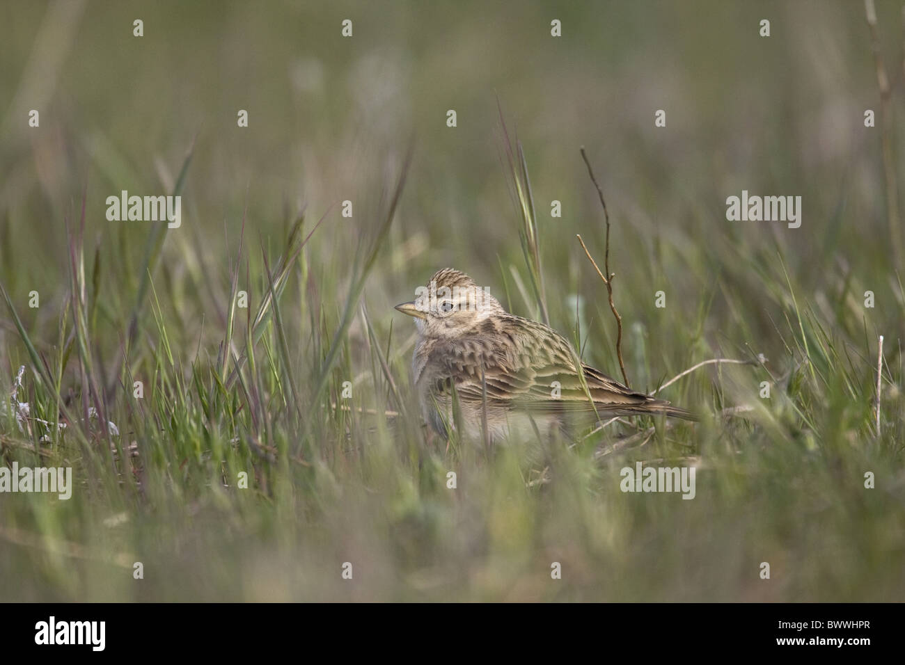 Mehr kurz-toed Lerche (Calandrella Brachydactyla) Erwachsenen, Nahrungssuche in Feld, Spanien Stockfoto