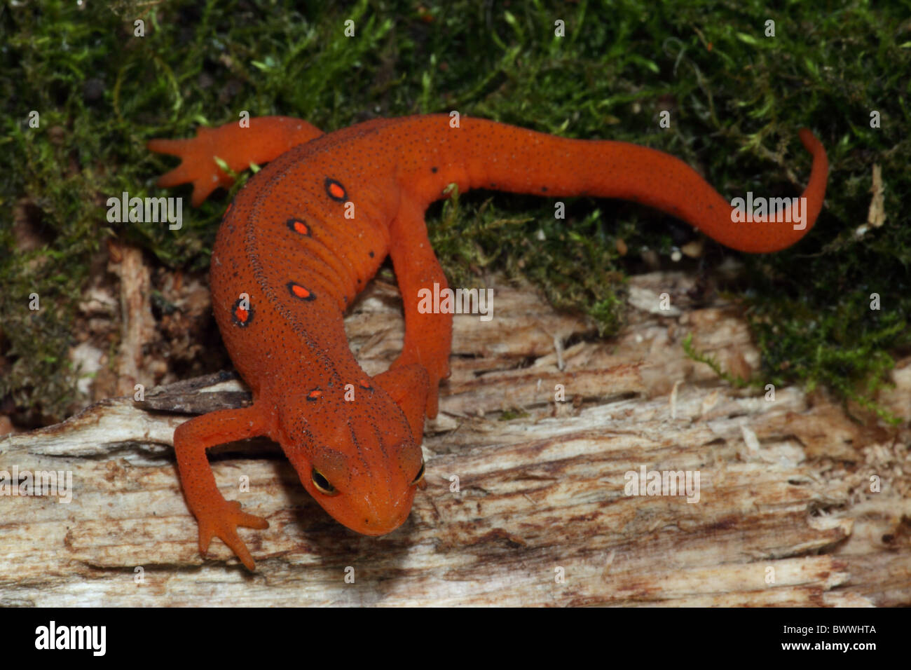 Rot-Eft - terrestrischen Form of Red-Spotted Newt (Notophthalmus Viridescens Viridescens) - NewYork - USA Stockfoto