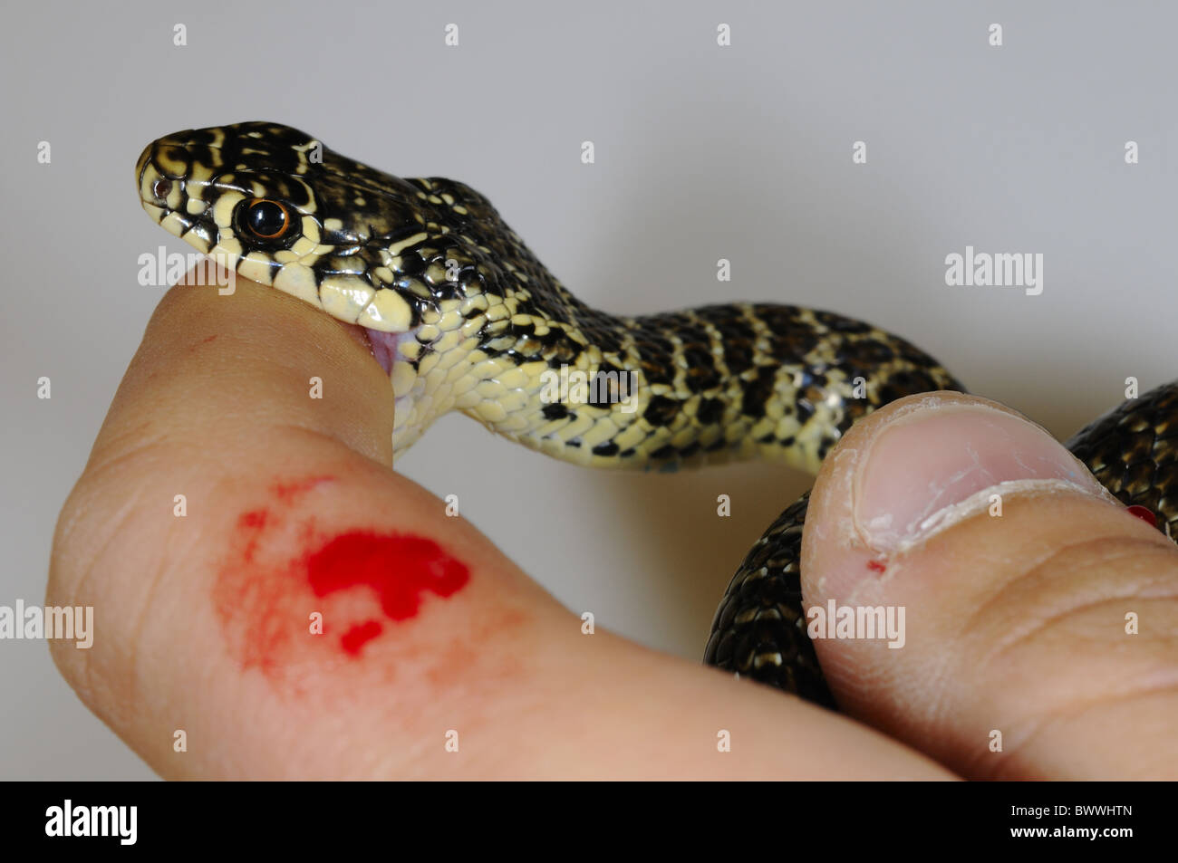 Hierophis Viridiflavus Schlange Snake-Bite nicht giftige Tier Reptil Reptilien Schlange Schlangen Whipsnake Whipsnakes "Peitsche Stockfoto