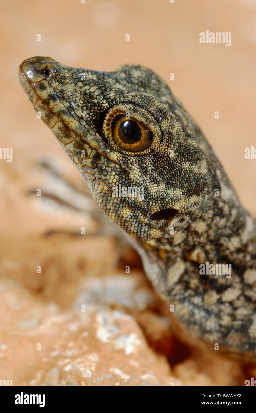 Pristurus insignoides Fotos und Bildmaterial in hoher Auflösung Alamy