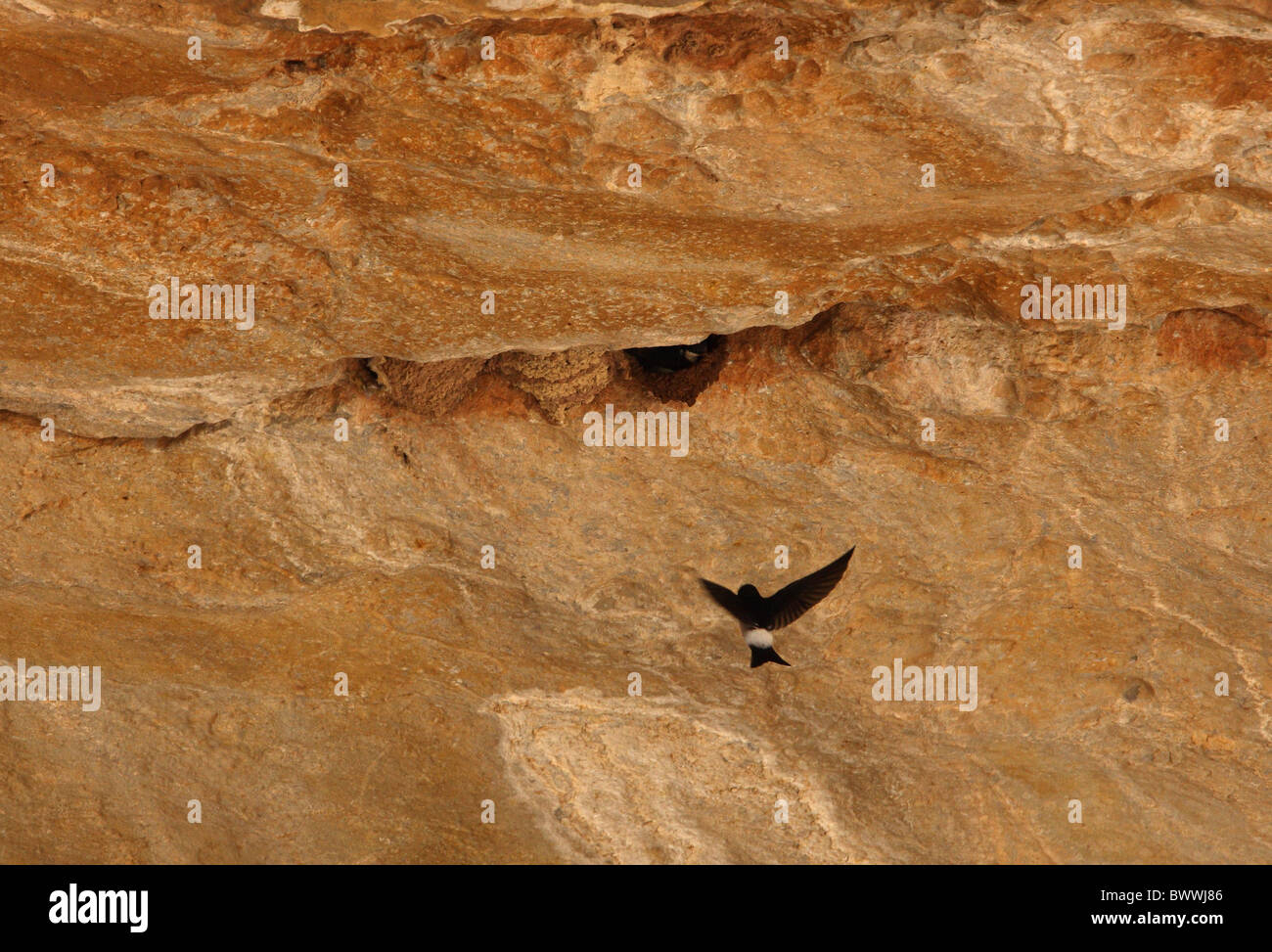 Mehlschwalbe (Delichon Urbica) Erwachsenen paar, Nestbau im Cliff Colony, Marokko, kann Stockfoto
