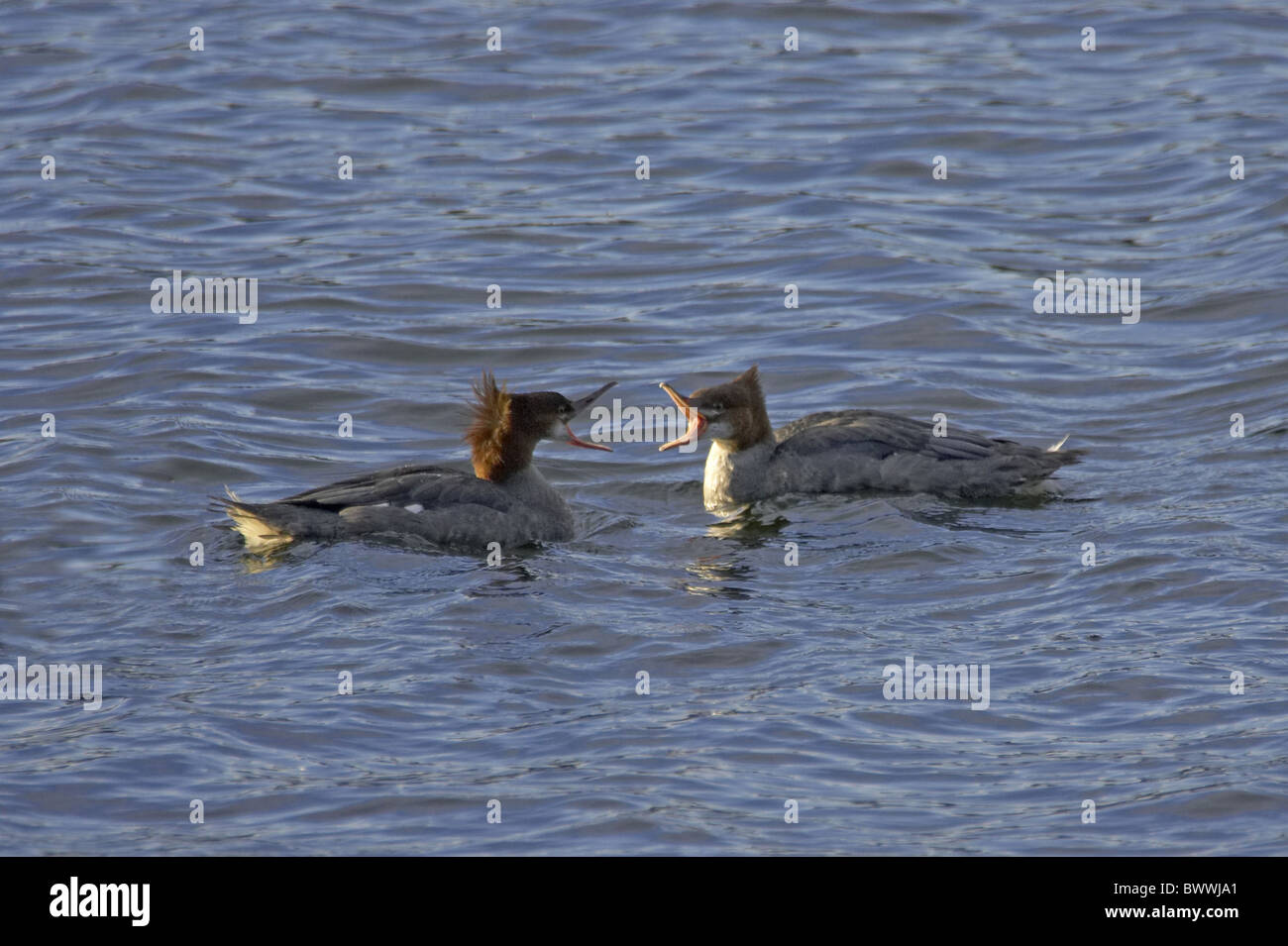 Red-breasted Prototyp (Mergus Serrator) Erwachsenen weiblichen und unreif, Aggression, auf Wasser, England anzeigen Stockfoto
