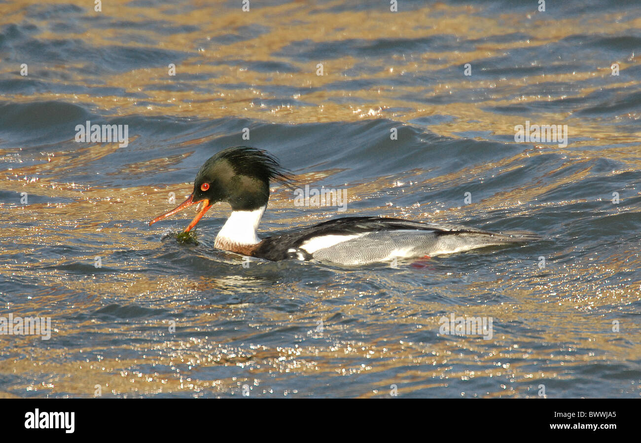 Red-breasted Prototyp (Mergus Serrator) Drake, ernähren sich von Algen filamentösen Unkraut, Widewater, Lancing, West Sussex, England Stockfoto