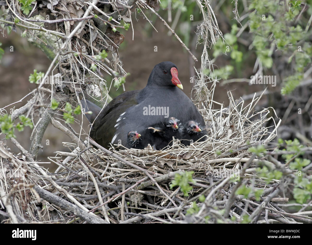 Gemeinsamen Teichhuhn (Gallinula Chloropus) Männchen geschlüpft neu Brüten Küken im Nest, Staffordshire, England, april Stockfoto