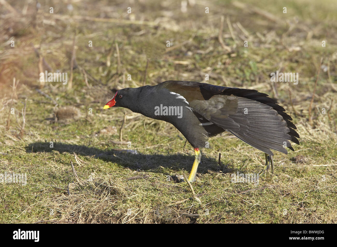 Teichhühner (Gallinula Chloropus) Erwachsene, Flügel dehnen, England Stockfoto