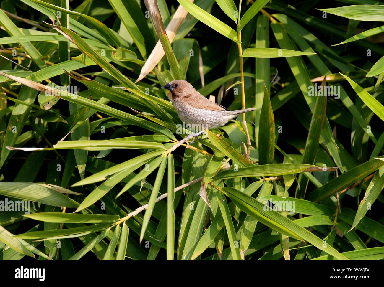 Scaly-breasted Munia (Lonchura Punctulata Topela) Erwachsene, thront auf Bambus, Nord-Thailand, november Stockfoto