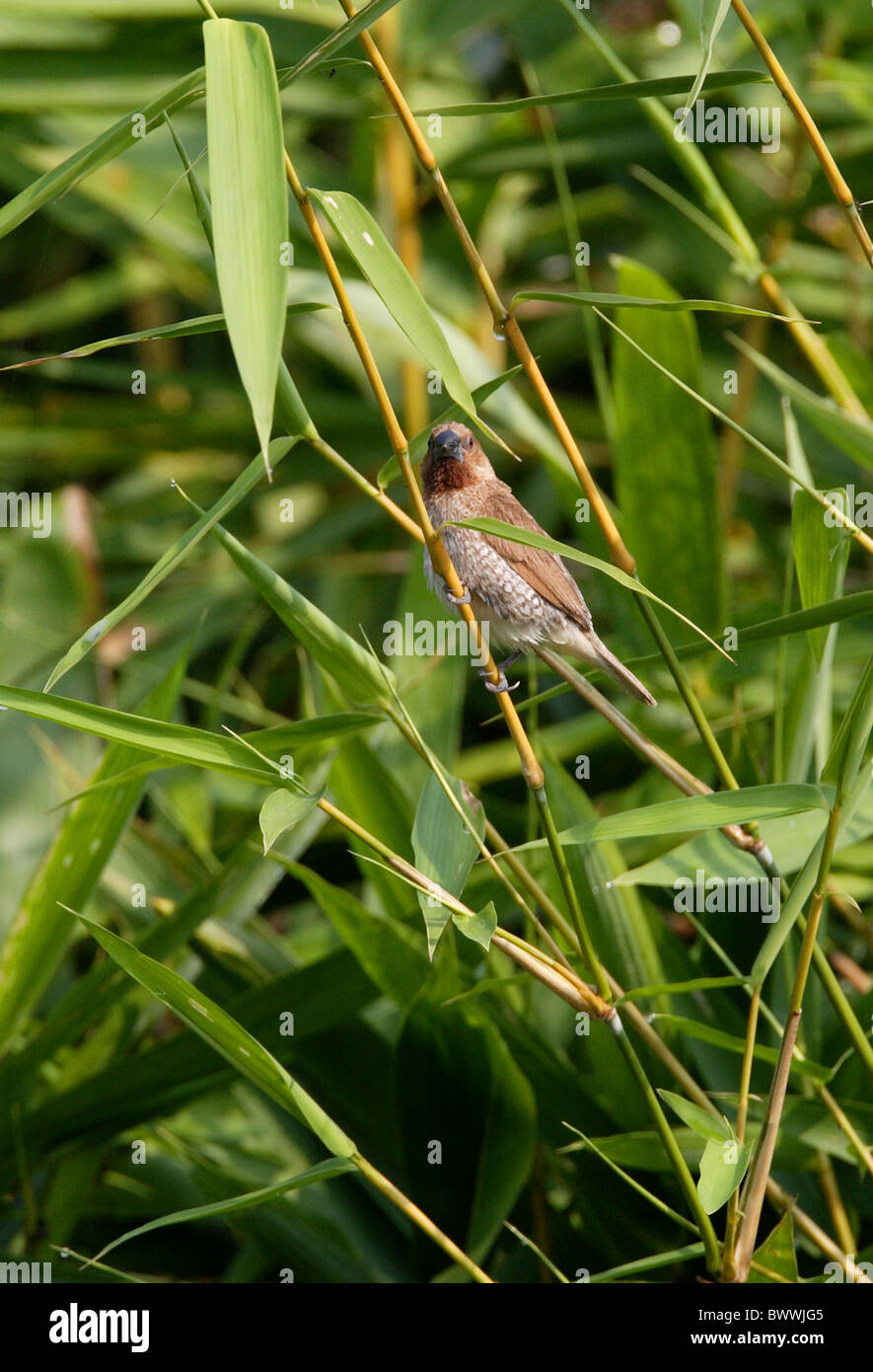 Scaly-breasted Munia (Lonchura Punctulata Topela) Erwachsene, thront auf Bambus, Nord-Thailand, november Stockfoto