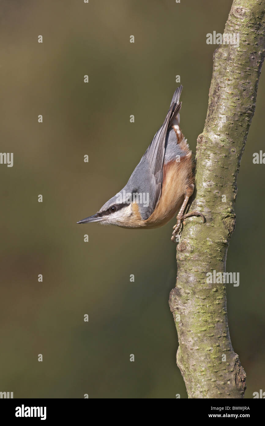 Europäische Kleiber (Sitta Europaea) Erwachsenen gehockt Erle Branch, Worcestershire, England, winter Stockfoto