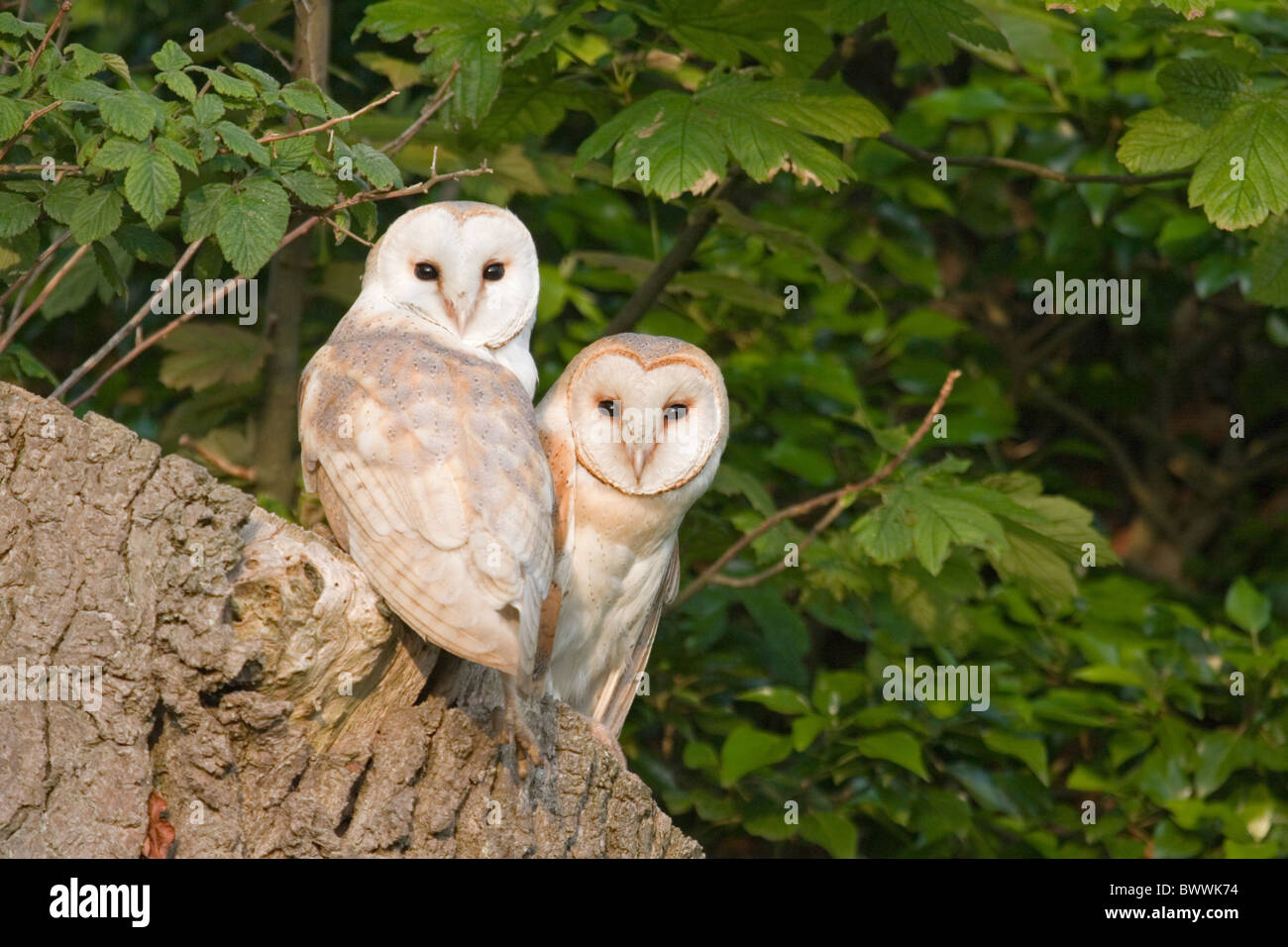 Schleiereule (Tyto Alba) Erwachsenen paar, gelegen am nest Eingang in Baumstumpf, Suffolk, Stockfoto