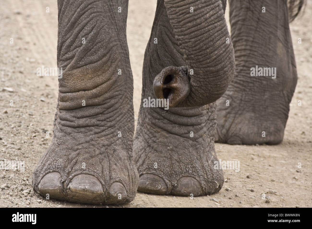 African Elephant Trunk und Zehen Stockfoto