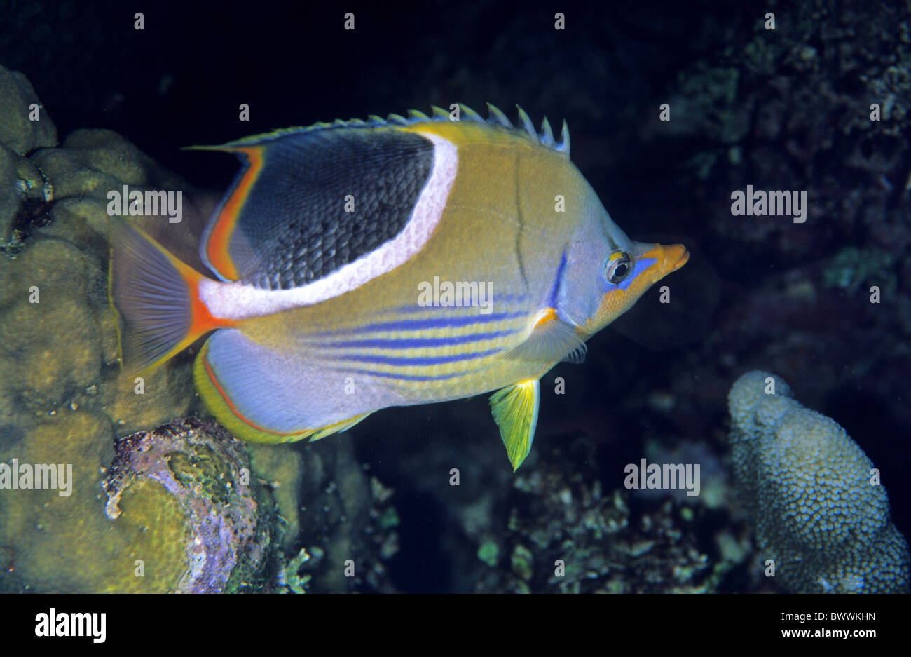 Unterwasser Marine Meer tauchen Papua Indonesien Ephippium Chaetodontidae Butterflyfish gesattelt Liegeplatz Punkt Wayag Raja Ampat Tier Stockfoto