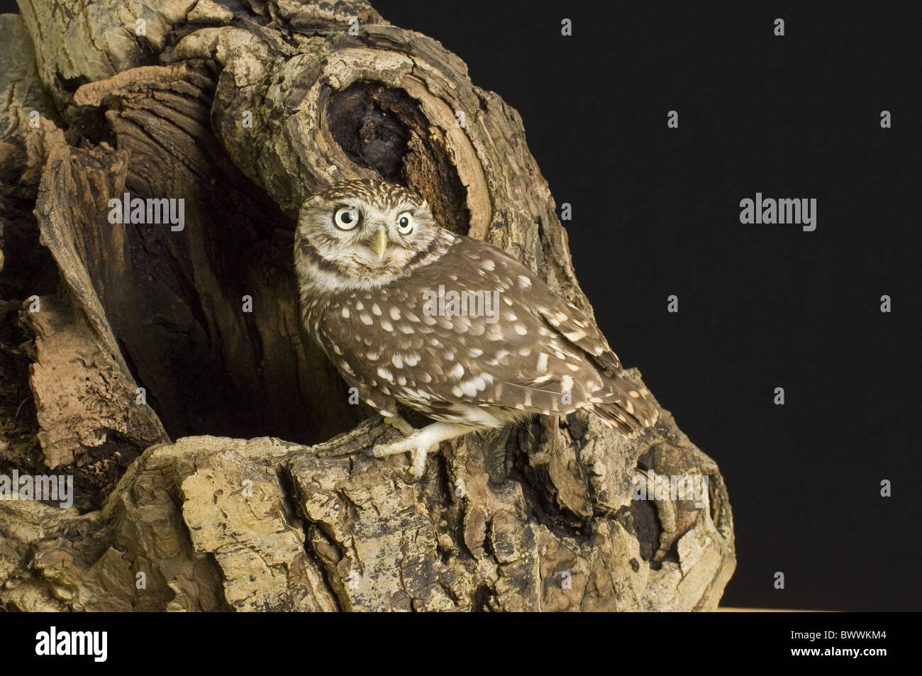 Steinkauz (Athene Noctua) Erwachsenen, thront am Loch im Baum Stump, West Sussex, England Stockfoto