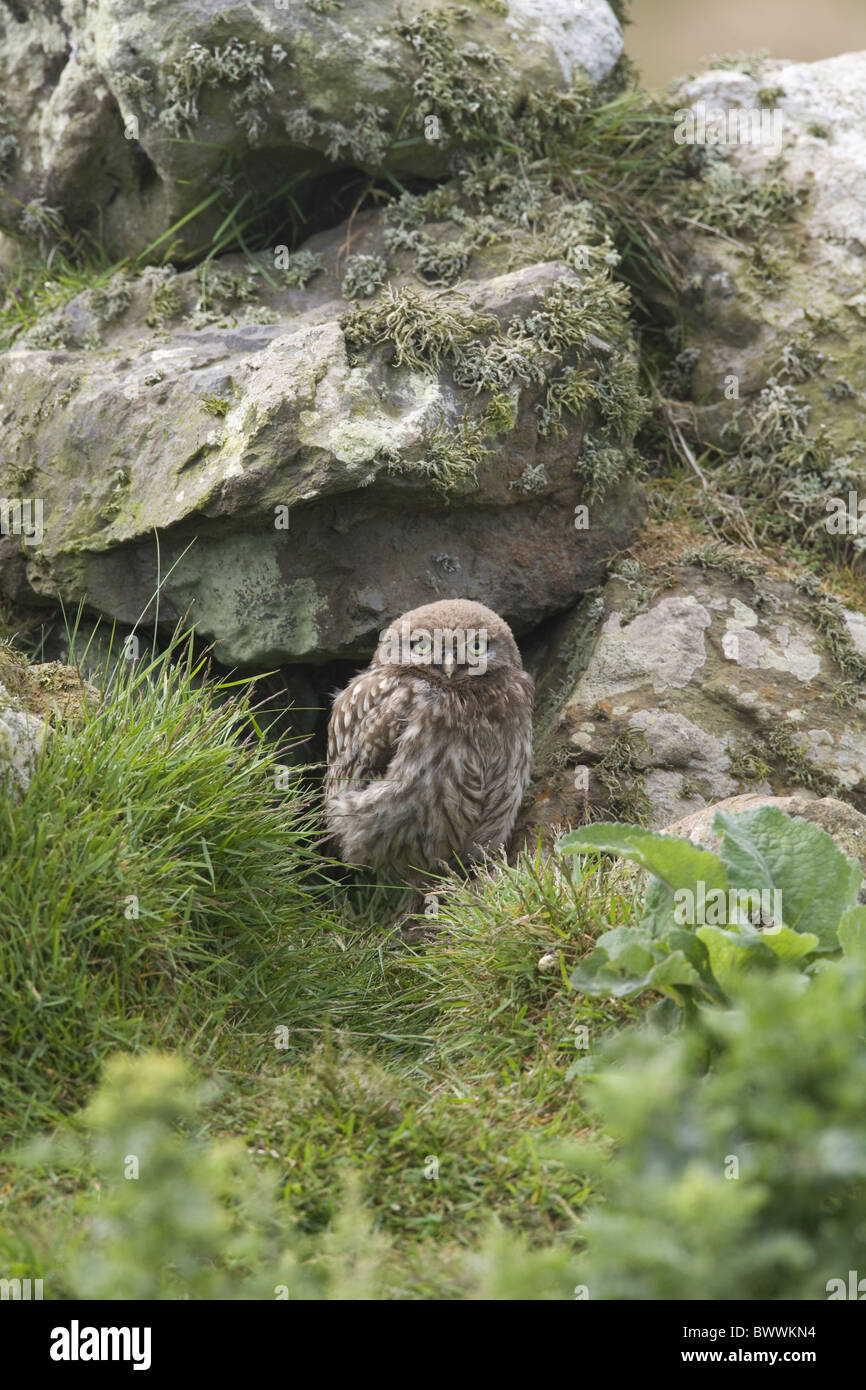 Steinkauz (Athene Noctua) Juvenile, entstehende Loch in Steinwand, Skomer Island, Pembrokeshire, Wales Stockfoto