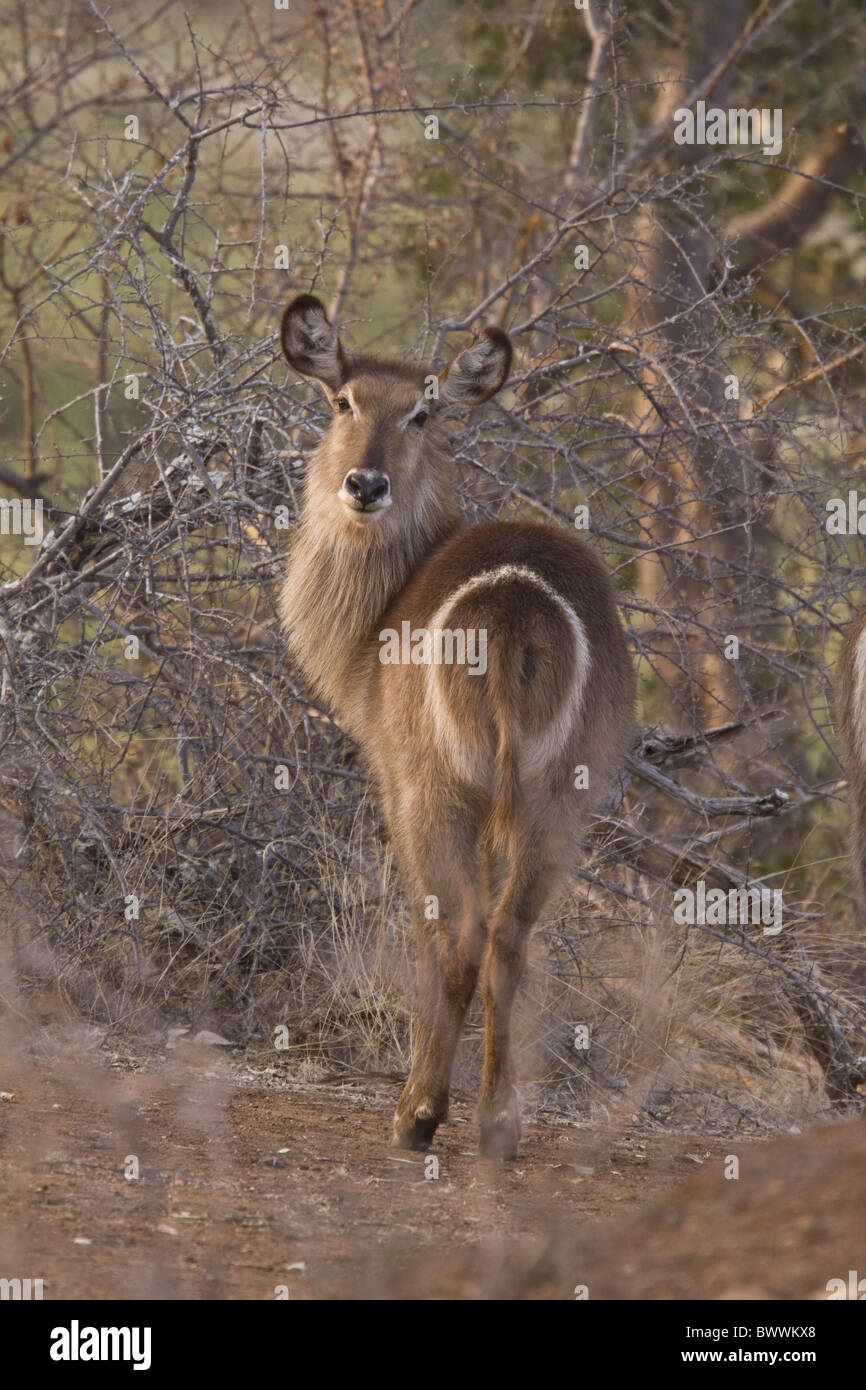 gemeinsamen Wasserbock weiblich zeigen weißen Ring um Stockfoto