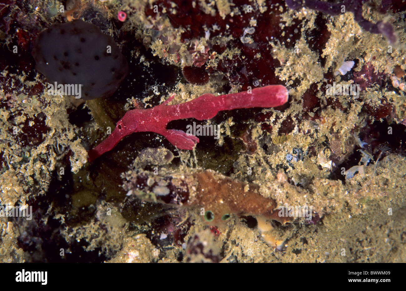 Unterwasser Marine Meer tauchen Papua Indonesien Solenostomus Seenadeln Ghost samt Basket Case Waigeo Raja Ampat Tier Stockfoto