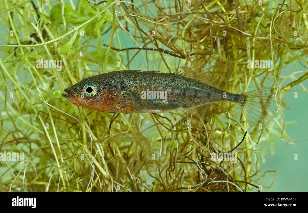 Tier Tiere Fische Fische Süßwasser Europa Europäische Asien Asiatische Eurasia eurasischen aquatische Tierwelt Natur Stichling Stockfoto