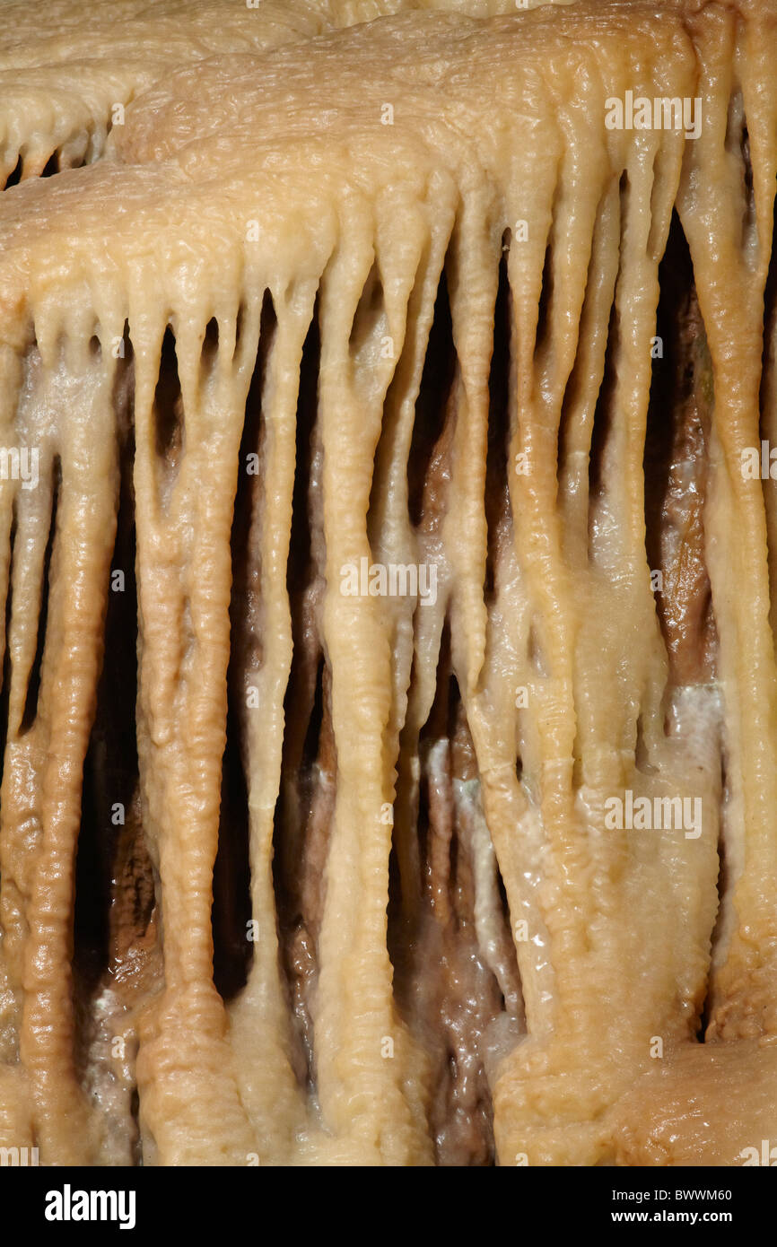 Kalkstein-Formationen, Gough Höhle, Cheddar Höhlen, Somerset, England, Vereinigtes Königreich Stockfoto
