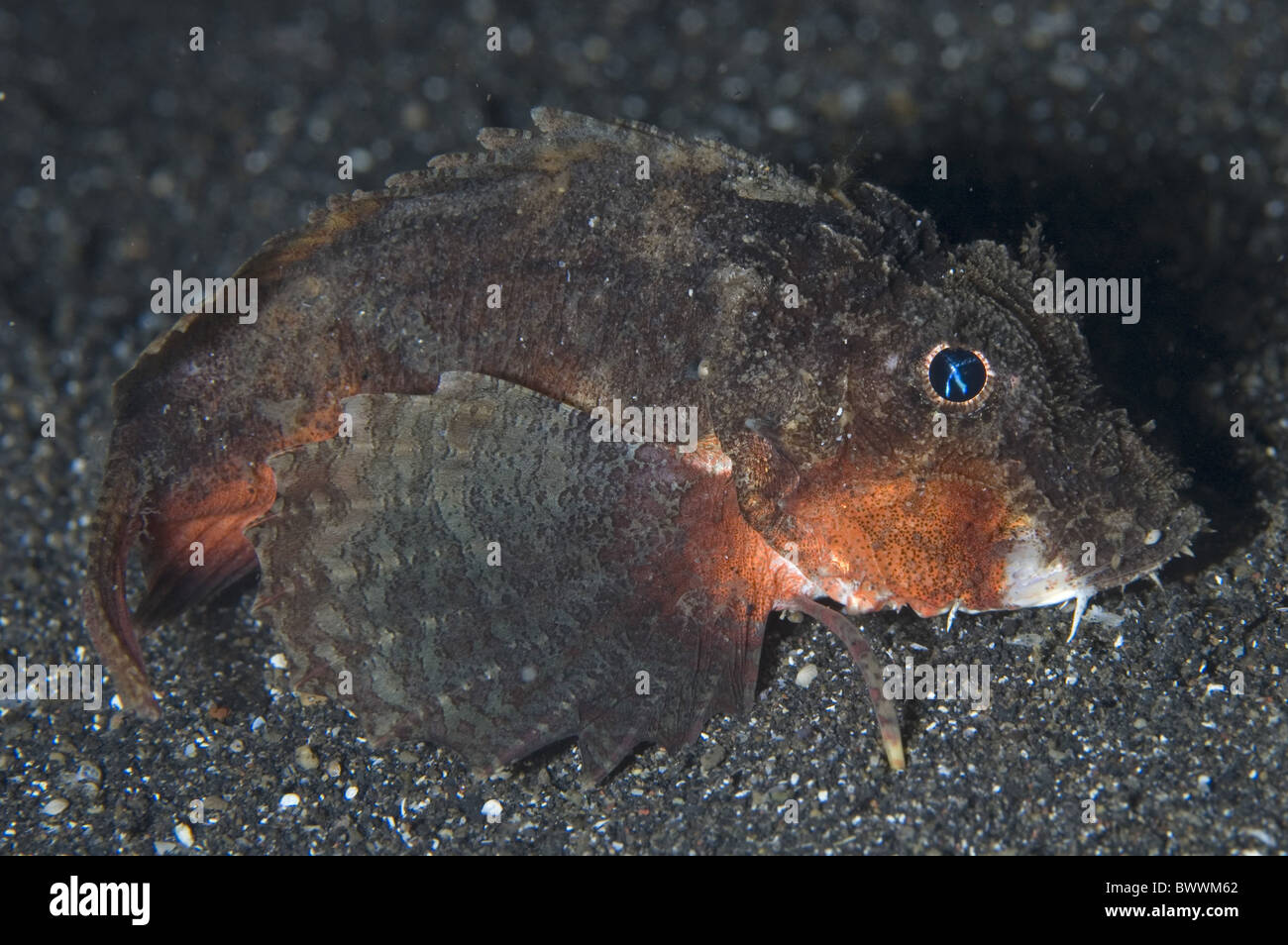 Unterwasser Marine Meer tauchen Muck Air Prang Lembeh Sulawesi Indonesien Stingfish Blue-eyed Minous Trachycephalus Fish Tiere Stockfoto