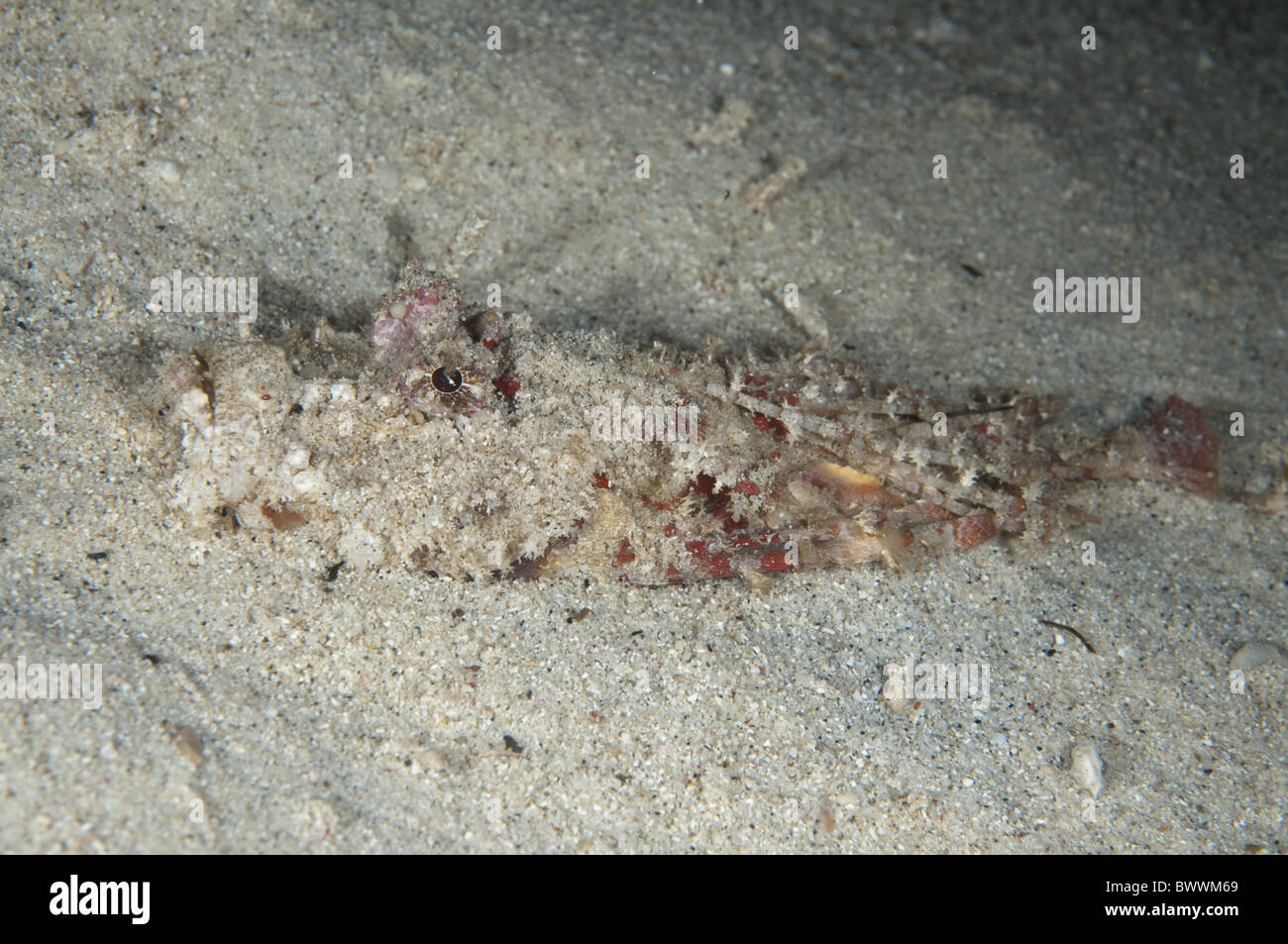 Stachelige Devilfish Inimicus Didactylus begraben Sand Maluku Taucher Nacht Fischen Reef Marine Meer Unterwasser Tauchen Ambon Indonesien Tier Stockfoto