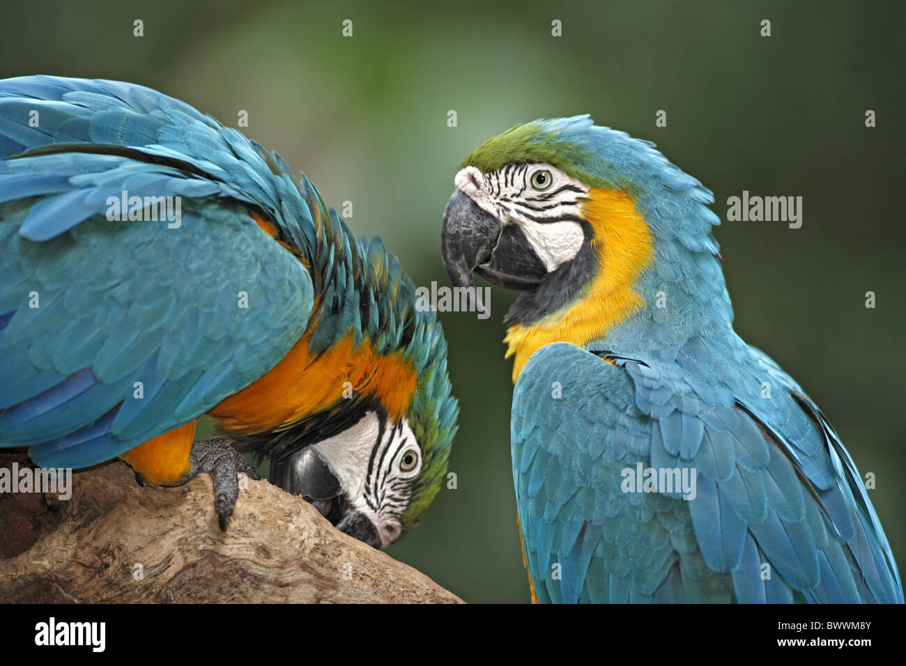 Blau-gelbe Ara (Ara Ararauna) Erwachsenen paar, close-up der Köpfe, Pantanal, Mato Grosso, Brasilien Stockfoto