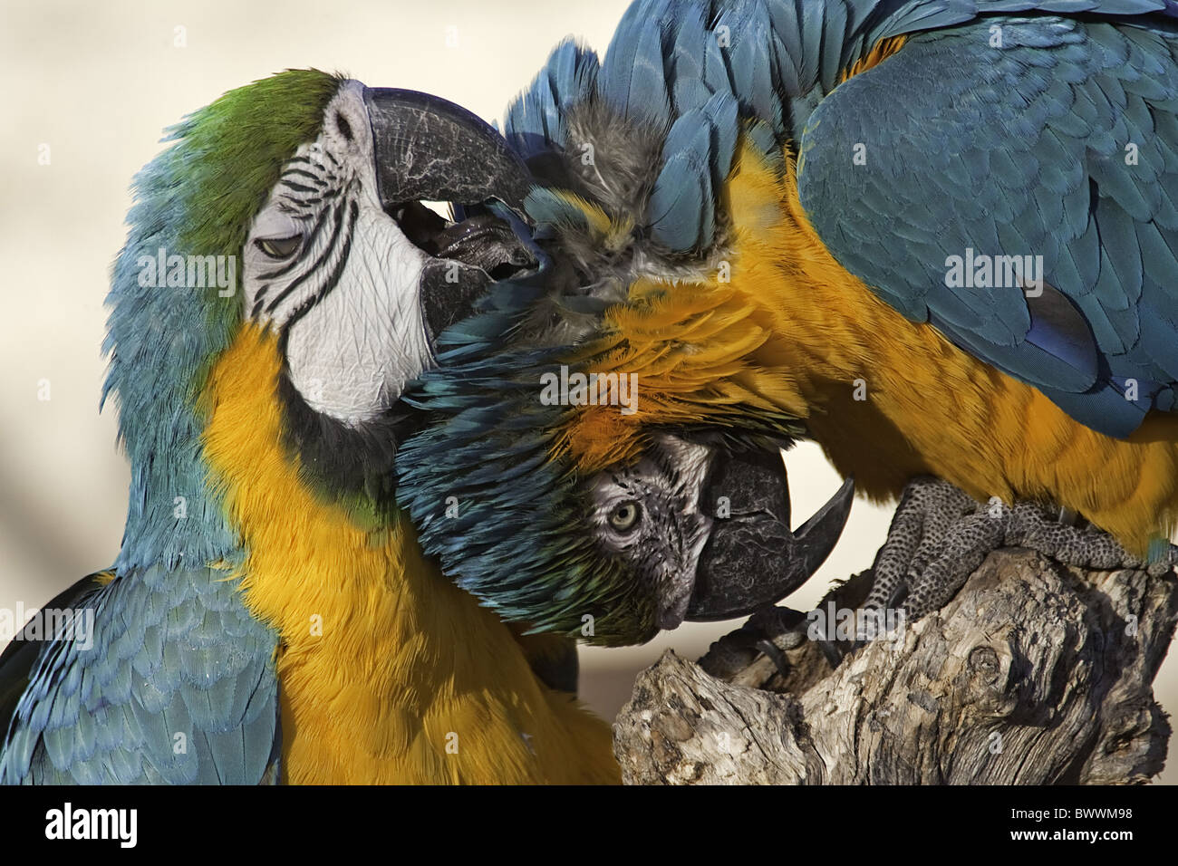 Blau-gelbe Ara (Ara Ararauna) zwei Erwachsene, gegenseitige Gefiederpflege, close-up der Köpfe, gefangen Stockfoto